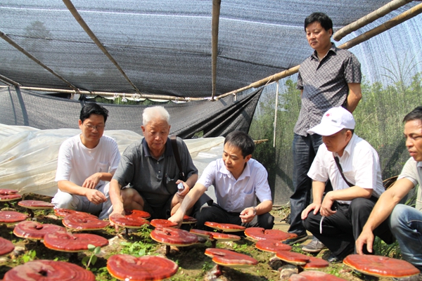 杭州亞運(yùn)會(huì)官方靈芝產(chǎn)品供應(yīng)商|杭州亞運(yùn)會(huì)官方供應(yīng)商|中國靈芝十大品牌|仙客來靈芝|仙客來靈芝破壁孢子粉|仙客來孢子油|仙客來靈芝飲片|仙客來破壁孢子粉|靈芝孢子油|孢子粉|靈芝破壁孢子粉|靈芝|中華老字號(hào)