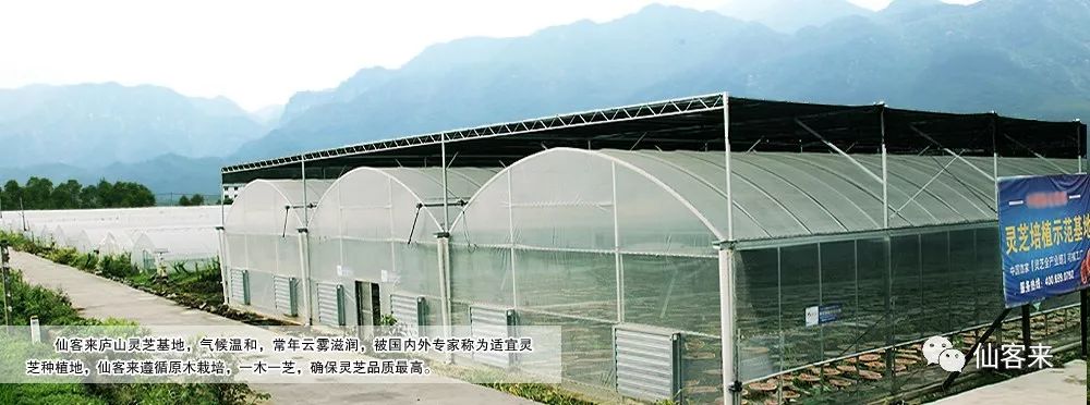 杭州亞運(yùn)會(huì)官方靈芝產(chǎn)品供應(yīng)商|杭州亞運(yùn)會(huì)官方供應(yīng)商|中國靈芝十大品牌|仙客來靈芝|仙客來靈芝破壁孢子粉|仙客來孢子油|仙客來靈芝飲片|仙客來破壁孢子粉|靈芝孢子油|孢子粉|靈芝破壁孢子粉|靈芝|中華老字號(hào)