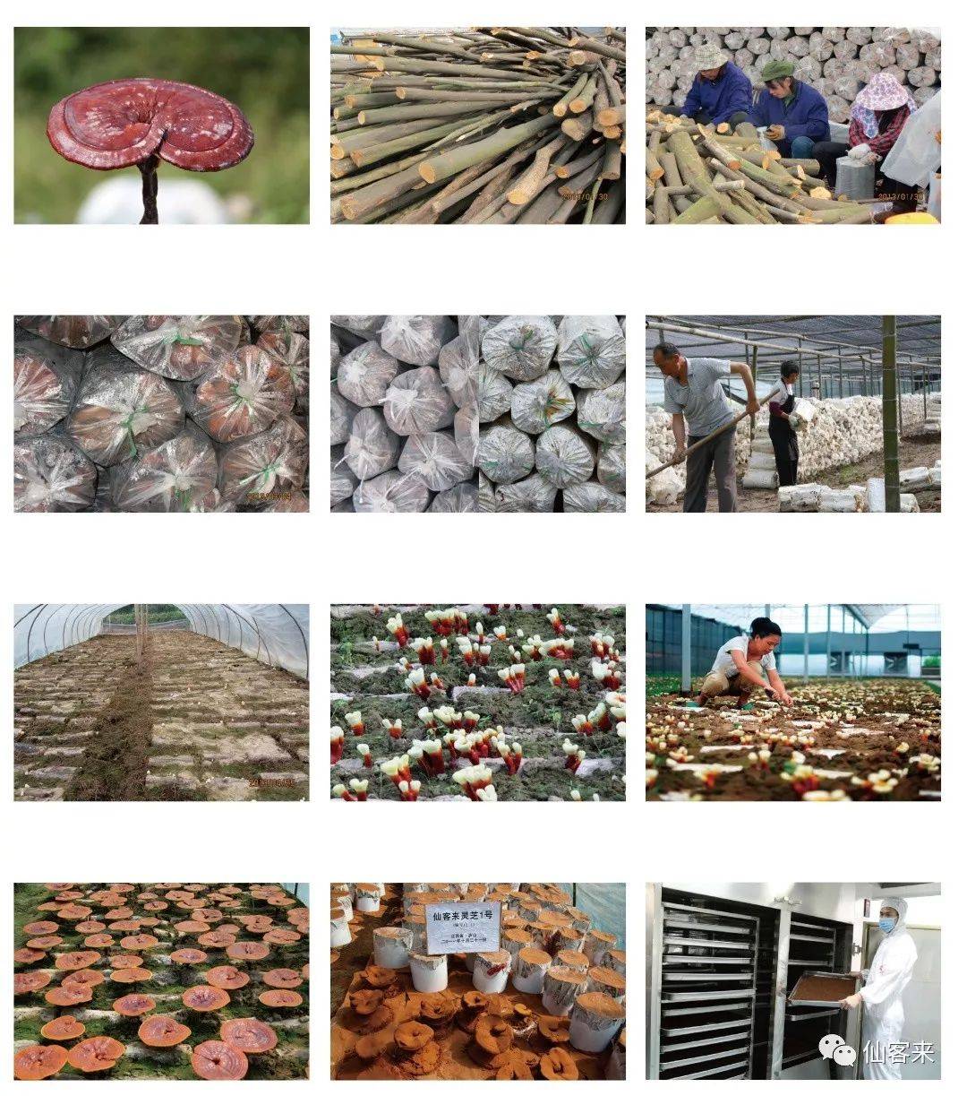 中國靈芝十大品牌|仙客來靈芝|仙客來靈芝破壁孢子粉|仙客來孢子油|仙客來靈芝飲片|仙客來破壁孢子粉|仙客來靈芝中藥飲片|馳名商標(biāo)|www.arbitrageadvisers.com|