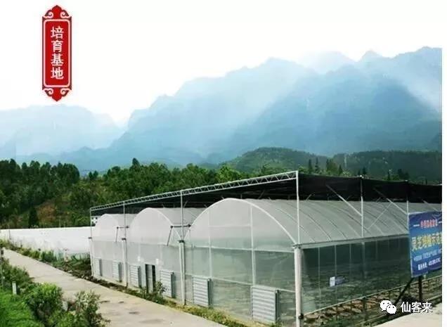 中國靈芝十大品牌|仙客來靈芝|仙客來靈芝破壁孢子粉|仙客來孢子油|仙客來靈芝飲片|仙客來破壁孢子粉|仙客來靈芝中藥飲片|馳名商標(biāo)|www.arbitrageadvisers.com|