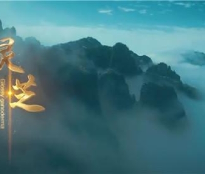 中國(guó)音樂(lè)家協(xié)會(huì)創(chuàng)作的中華中藥草系列兒歌之《靈芝》新鮮出爐