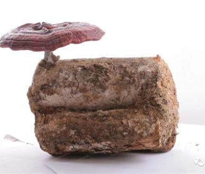 2020全國兩會特別報道：關于新冠疫情，看名醫(yī)、人大代表和政協(xié)委員如何說？